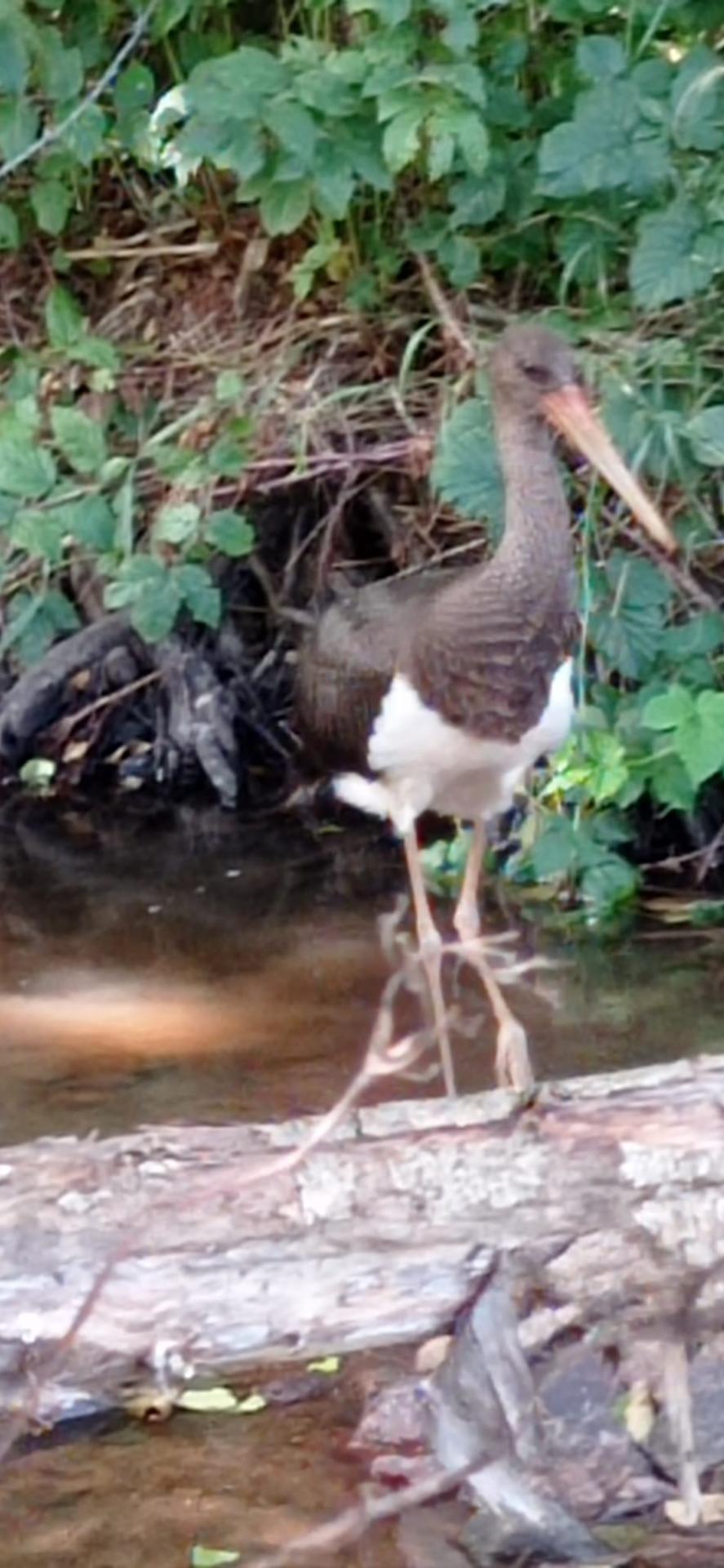 cigogne noire